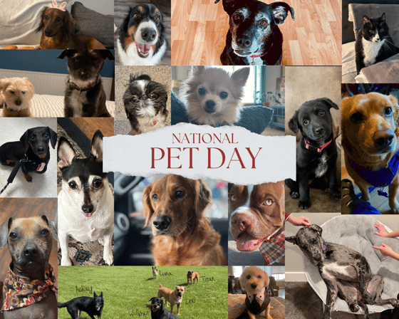 pet day